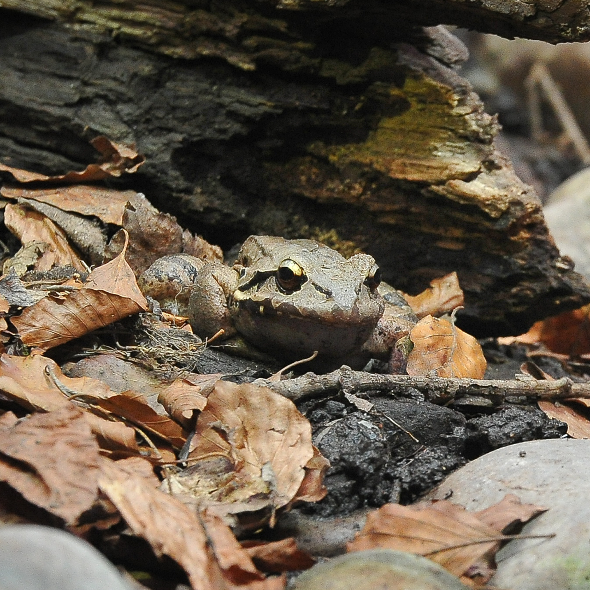 Mountain Chicken Frog at Chester Zoo
