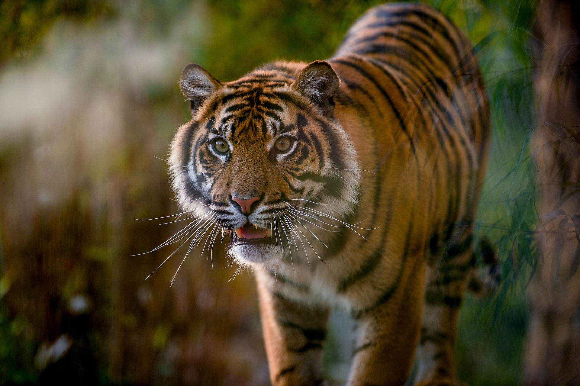 Sumatran Tiger 1920