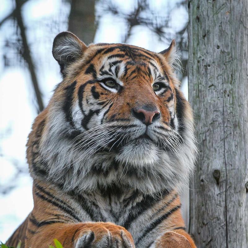 Sumatran Tiger In The Zoo Square