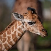 Rothchilds Giraffe | Chester Zoo