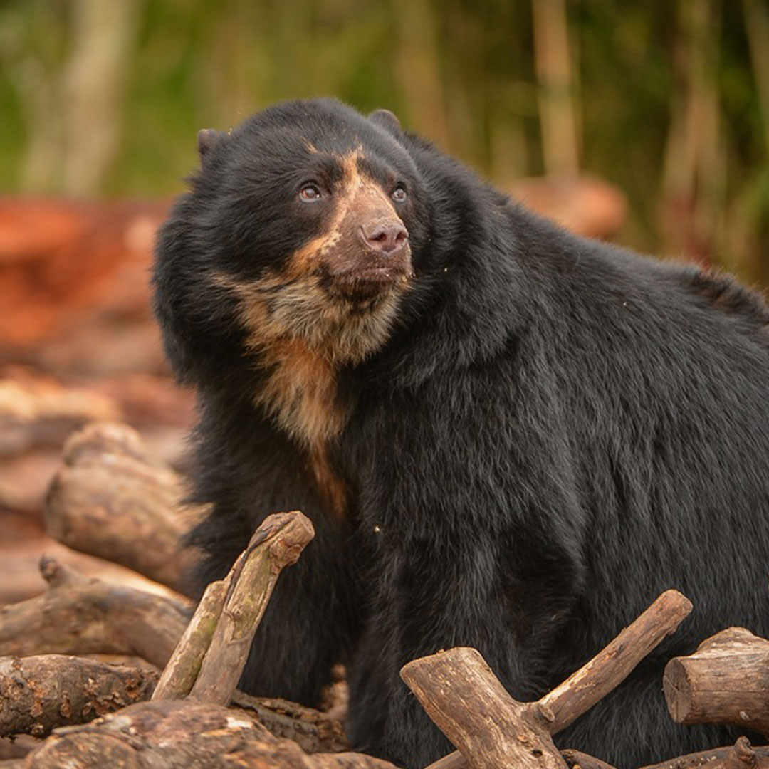 Andean (Spectacled) Bears at Jersey Zoo, 7 August 2003 - ZooChat