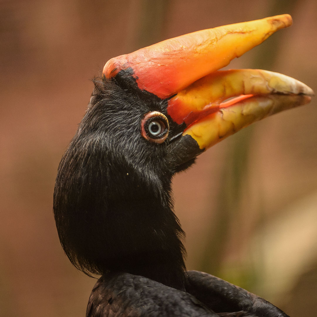 Incredible footage of first rare hornbill chicks to hatch in the UK for