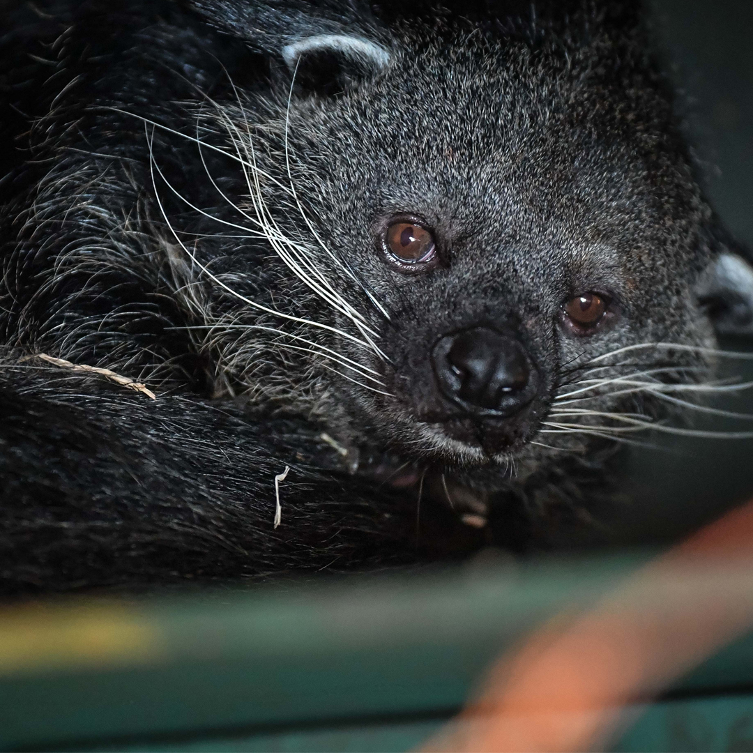 Palawan Binturong | Meet Our Animals | Plan Your Visit | Chester Zoo