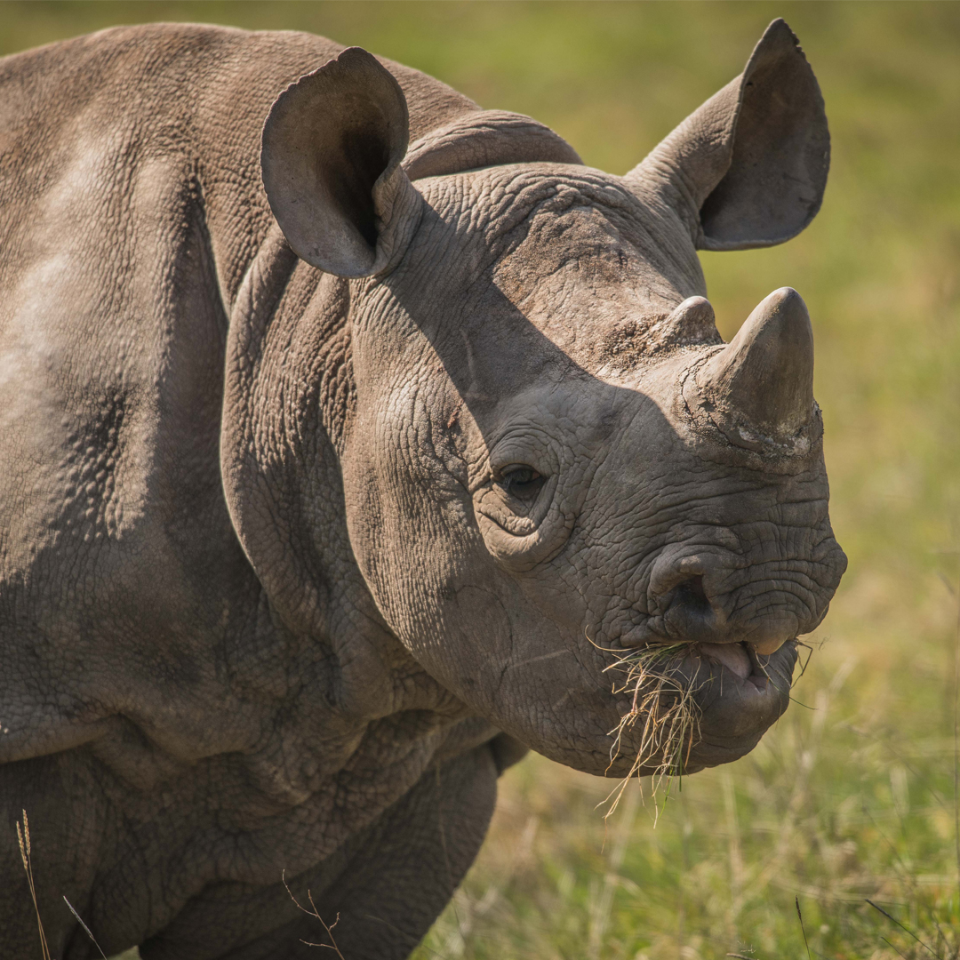 Black Rhino | Meet Our Animals | Plan Your Visit | Chester Zoo