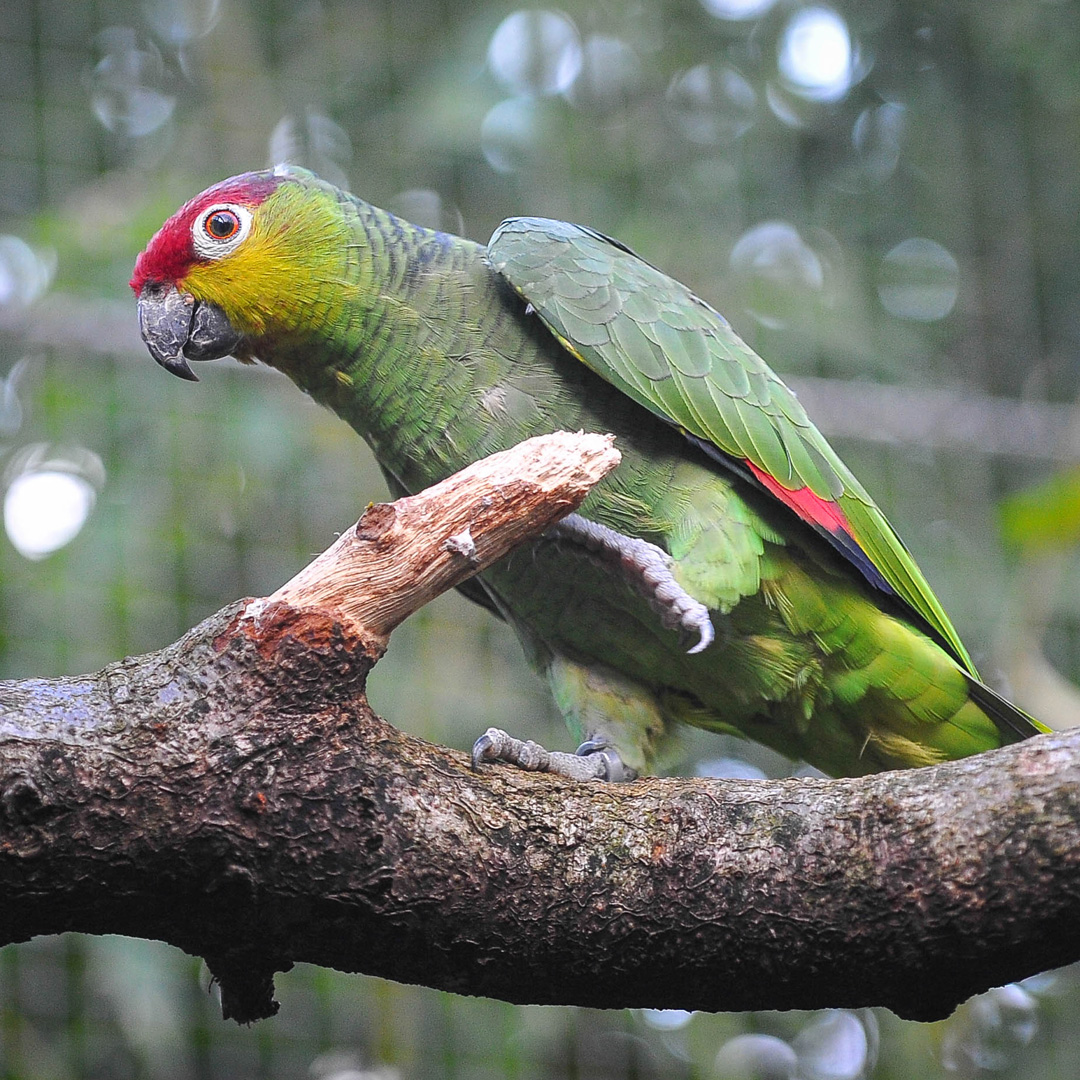 Ecuador Amazon Parrot | Meet Our Animals | Plan Your Visit | Chester Zoo