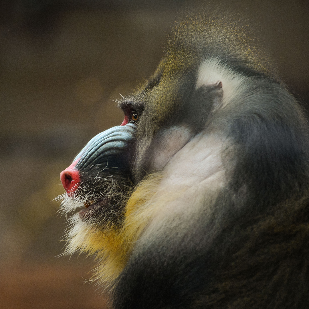 Mandrill Meet Our Animals Plan Your Visit Chester Zoo