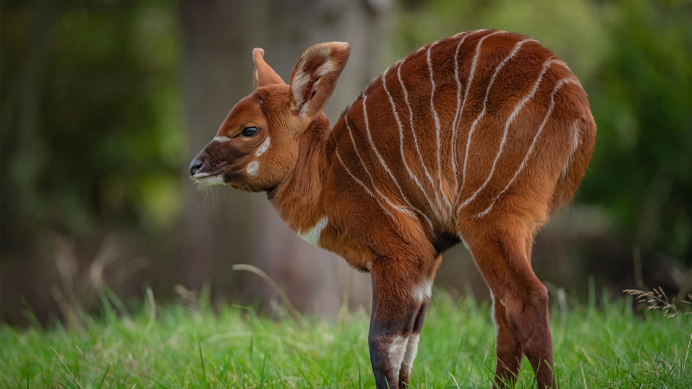 Critically Endangered Africas Rarest Large Mammal Born At The Zoo