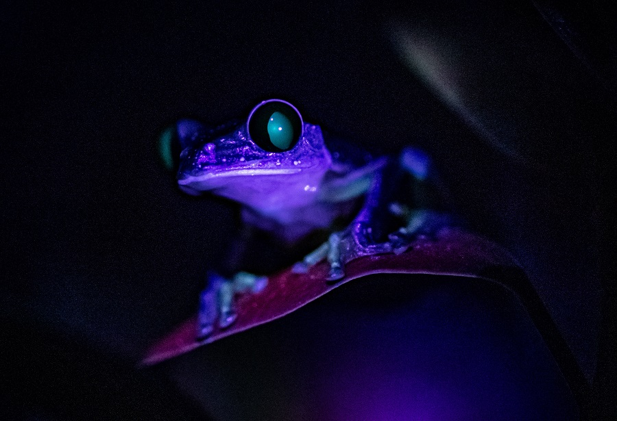 TAKE A LOOK: Incredible ‘glow in the dark’ animals! | Chester Zoo