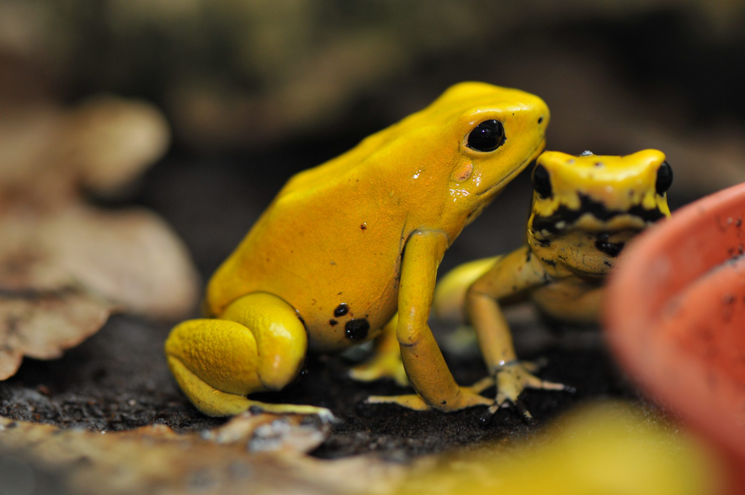 Golden poison dart frog | Chester Zoo