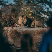 Family looking at a male lion at Chester Zoo