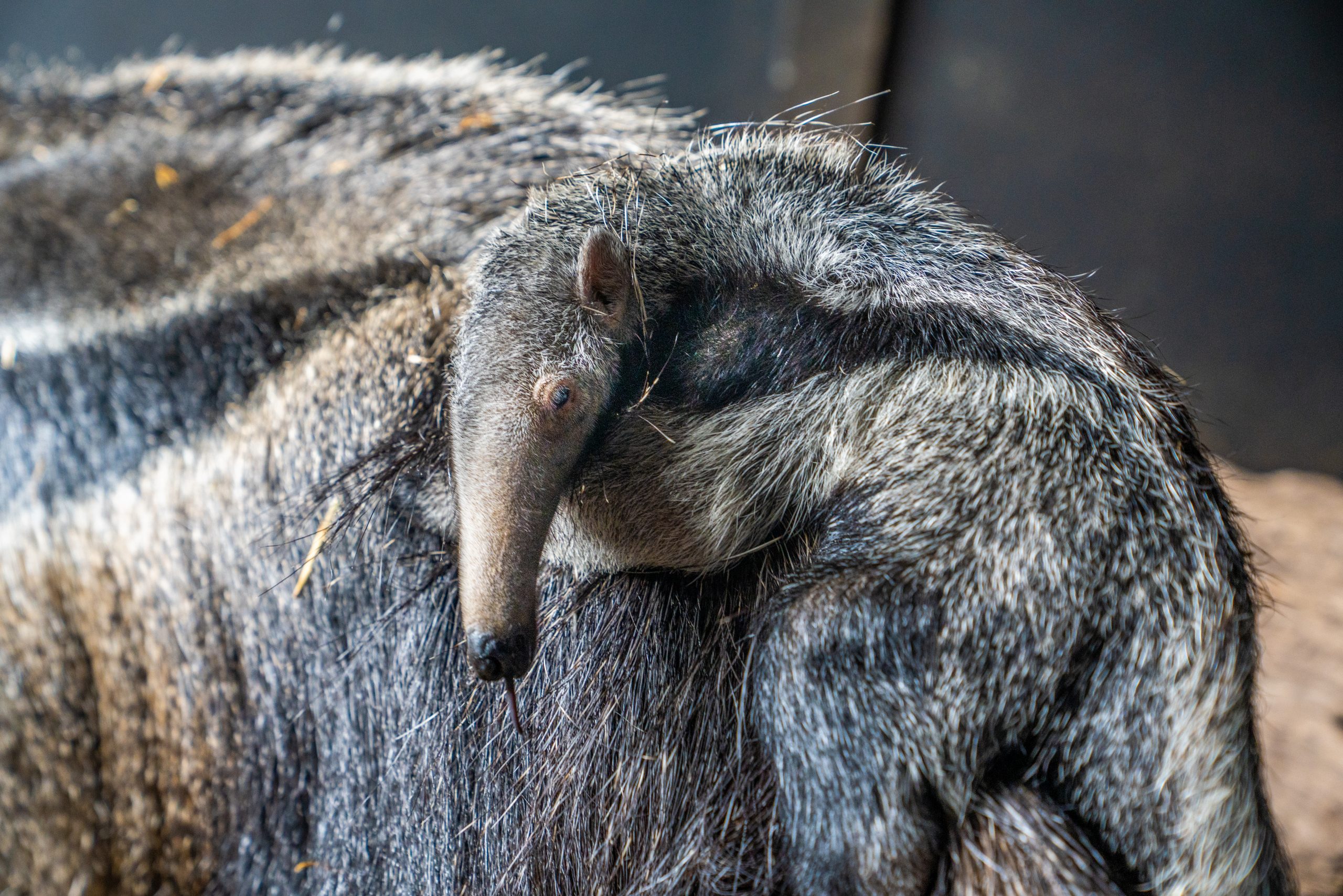 giant anteater size