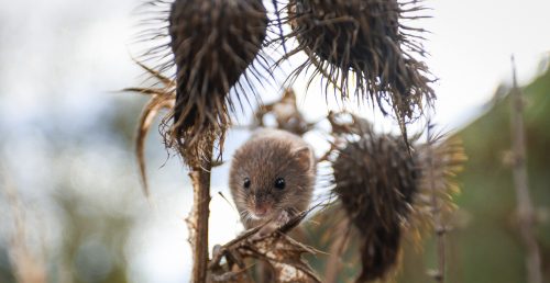 Harvest mouse