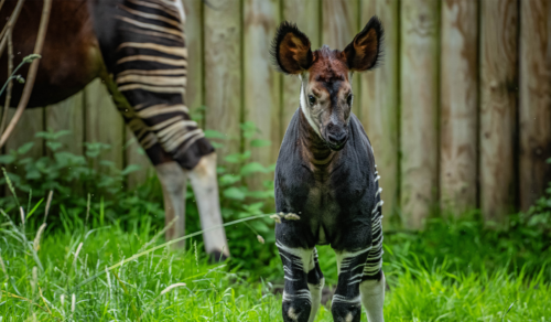 Okapi calf Arabi at Chester Zoo