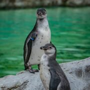 Penguin chicks