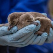 Penguin chicks held by zoo vet