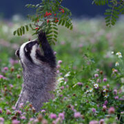 A badger picks berries from a branch