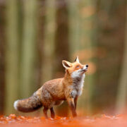 An image of a fox looking up amongst a wood