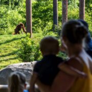 Family looking at the orangutans at Chester Zoo