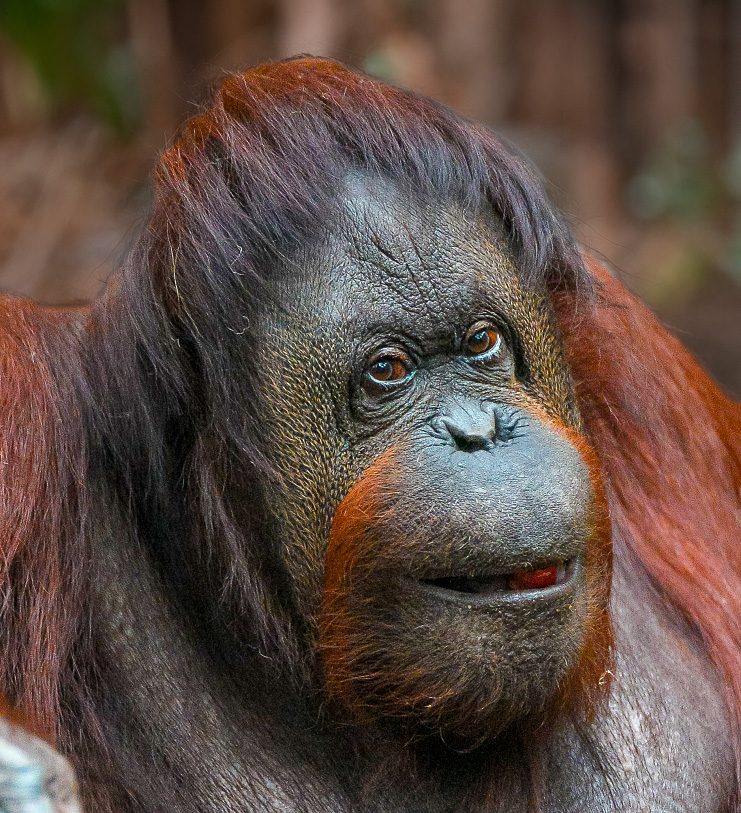 Bornean orangutan, Martha | Chester Zoo - Sustainable Planet News