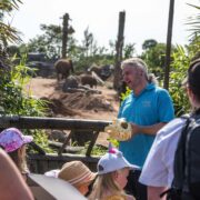 Zoo ranger talk by elephants