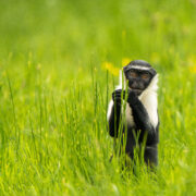 Roloway monkey sat amongst grass.