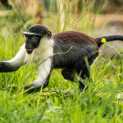 Roloway monkey running in the grass