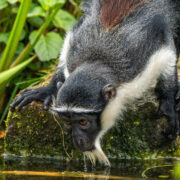 A roloway monkey drinking water.