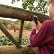 Child by elephants in zoo