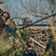 Family by lemurs in zoo