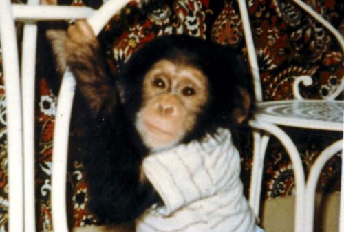 A young chimpanzee looking at the camera, sitting on a chair with retro wallpaper in the background