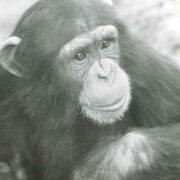 Black and white photo of Boris the chimpanzee at Chester Zoo