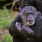 Boris the chimpanzee sitting on grass at Chester Zoo