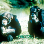 Two chimpanzees sit on grass and eat food