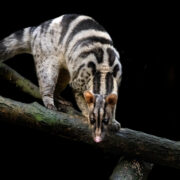 Owston civet credit Mik Peach