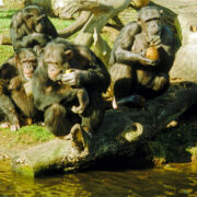 Troop of chimpanzees at Chester Zoo eating fruit