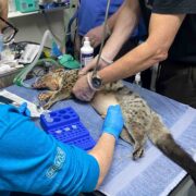 Artificially inseminating an owston's civet