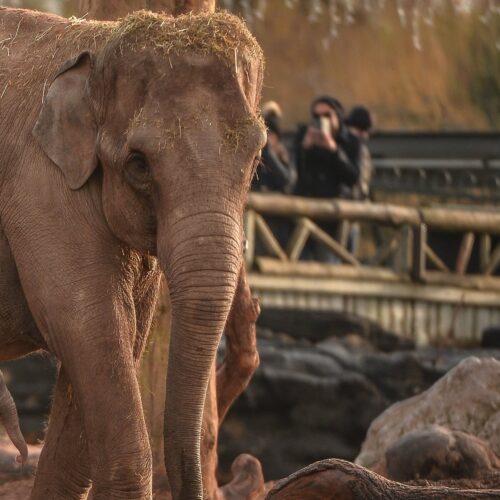 Asian elephant, Sundara Hi Way