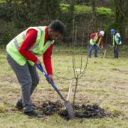 Volunteer planting trees