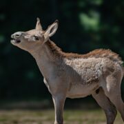 onager foal born at the zoo