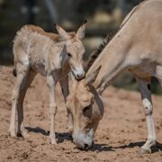 onager foal with mum