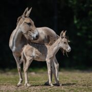 onager foal with mum