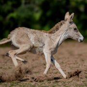 onager foal running