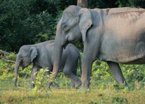 Asian elephant in India