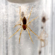 Baby fen raft spiders in test tubes