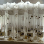 Baby fen raft spiders in test tubes