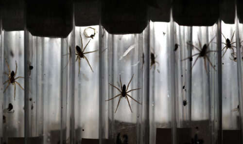 Baby fen raft spiders in test tubes