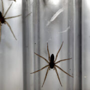 Baby fen raft spiders in test tubes