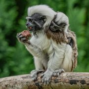 Cotton top tamarins