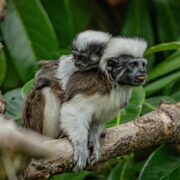 Cotton top tamarin baby