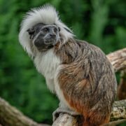 Cotton top tamarins